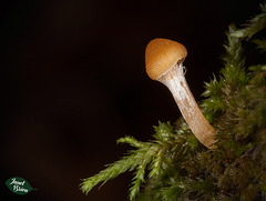 137/366: Mushroom Cap Tearing Away