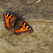 Small Tortoiseshell Butterfly