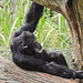 20210709 1465CPw [D~OS] Schimpanse, Zoo Osnabrück