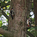 Two male Great Spotted Woodpeckers