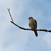 American Kestrel, Falco sparverius