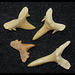 Dents de requins d'au moins 2 espèces différentes