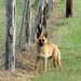 Day 5, dog at the King Ranch, Norias Division