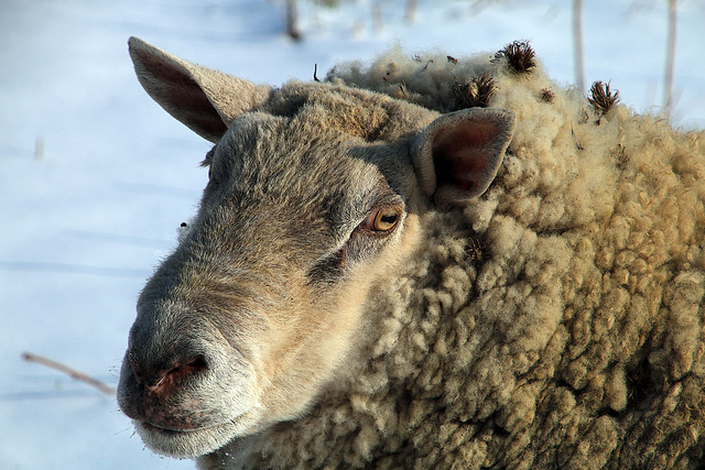 Avec ce temps enneigé , tu as bien fait de sortir avec ta p'tite laine .