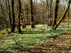 Snowdrops in the woods