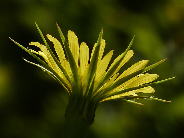 The dreaded Goat's-beard / Tragopogon dubius