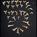 Dents de requins des sables Miocène