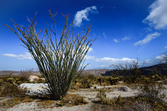 Anza-Borrego Desert State Park, California, USA (DSC8839)