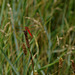 Libellule rouge-sang (Sympetrum sanguineum)