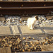 The cat of Pocinho Railway Station.
