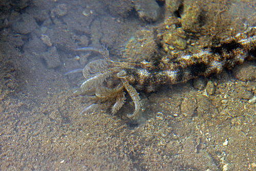 Synaptid Sea Cucumber