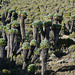 Dendroseneсio Kilimanjari is an Endemic Plant that Grows only on the Slopes of Mount Kilimanjaro