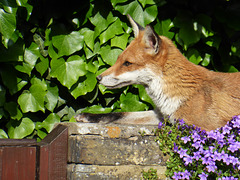 Fox having a rest