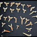 Diversité des formes de dents de requins du Miocène