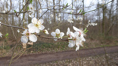 Frühlingsblüten am Waldrand
