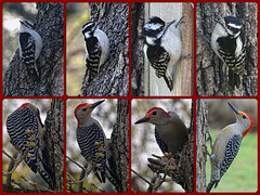 Downy Woodpecker (f) & Red Bellied Woodpecker (m)