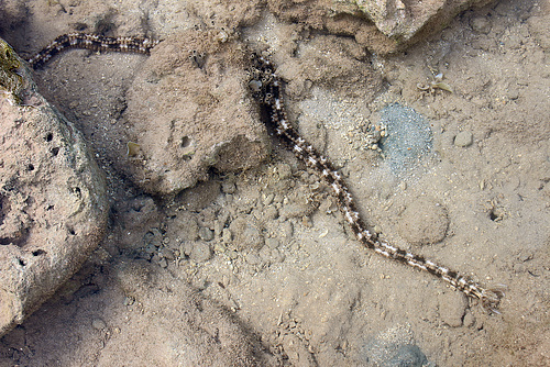 Synaptid Sea Cucumber