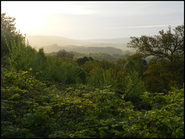 morning light in the Surrey Hills