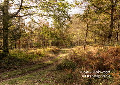 Autumn in the Wyre Forest