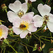 20210709 1473CPw [D~OS] Büschel-Rose (Rosa multiflora), Honigbiene (Apis mellifica), Zoo Osnabrück