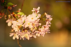 Sakura Blossoms 2