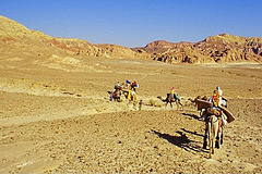 Méharée Sinaï-Egypte