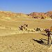 Méharée Sinaï-Egypte