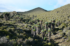 Small Valley with Dendrosenecio Kilimanjari