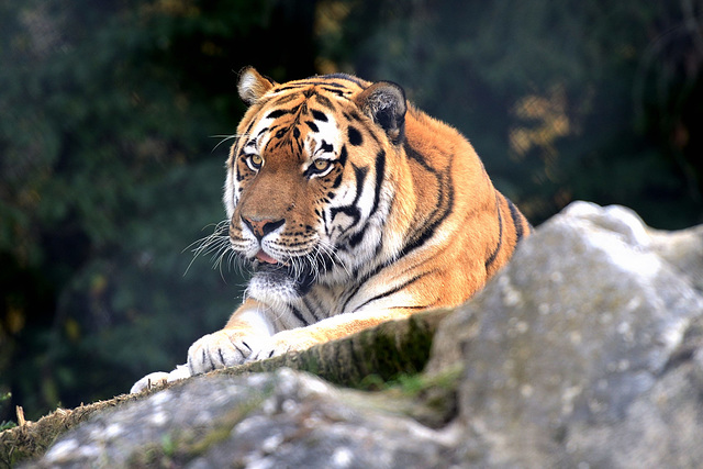Portrait d'un tigre ...