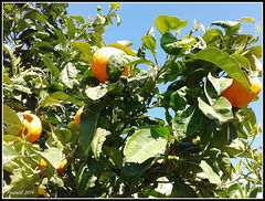 Oranger * Orangenbaum