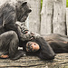 20210709 1474CPw [D~OS] Schimpanse, Zoo Osnabrück