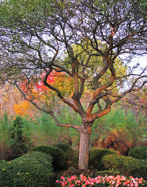 The Tree in Autumn