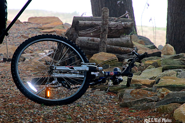 Flashy Bike Lost in the Woods