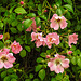 20210709 1476CPw [D~OS] Büschel-Rose (Rosa multiflora), Zoo Osnabrück