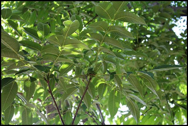 Phellodendron amurense (3)
