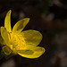 Pictures for Pam, Day 140: Glorious Buttercup