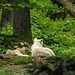 20210709 1480CPw [D~OS] Hudson Bay Wolf, Zoo Osnabrück
