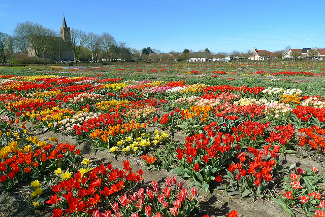 Nederland - Limmen, Hortus Bulborum