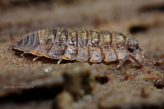 Woodlouse