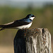 Tree Swallow / Tachycineta bicolor