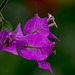 flor de color fucsia