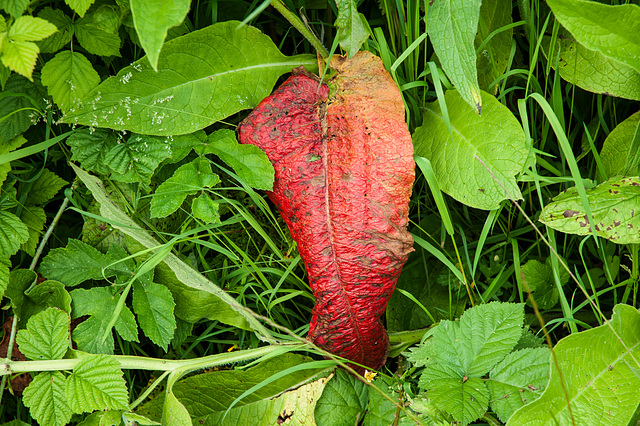 Red Leaf at Kellaways