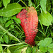 Red Leaf at Kellaways