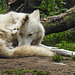 20210709 1482CPw [D~OS] Hudson Bay Wolf, Zoo Osnabrück