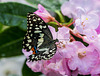 Zitronenschmetterling (Papilio demoleus), Limettenschwalbenschwanz