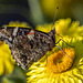 Red Admiral 02