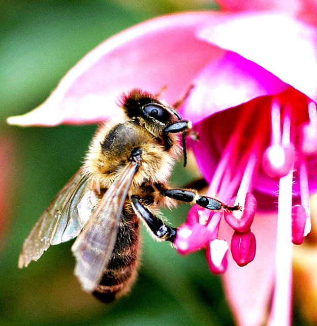 Bee on fuchsia in the rain...  ©UdoSm