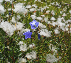 Fløya flowers 1