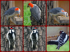 Red Bellied Woodpecker (f) & Downy Woodpecker (m)