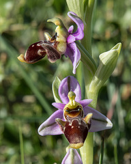 Ophrys scolopax - 2015-04-21--D4 DSC0373